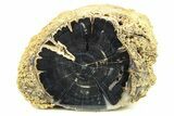 Wide, Petrified Wood (Schinoxylon) Limb - Blue Forest, Wyoming #274825-1